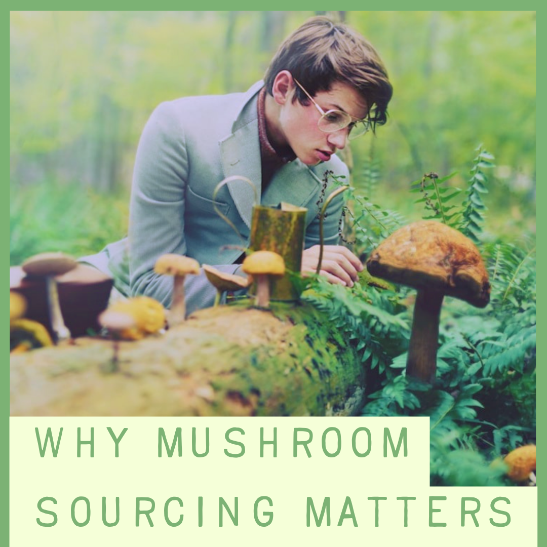 Decoding the Mushroom Products Market + Benefits of DIY Cultivation
