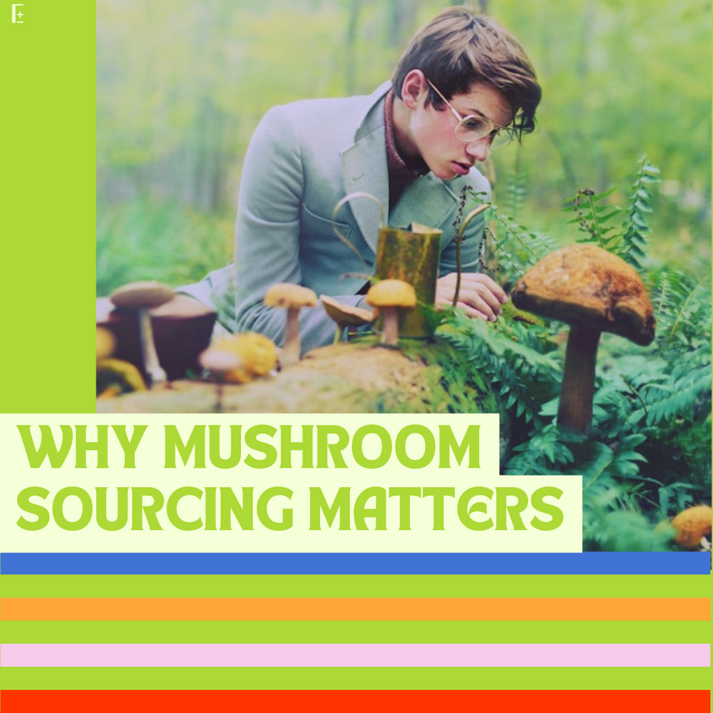 Decoding the Mushroom Products Market + Benefits of DIY Cultivation