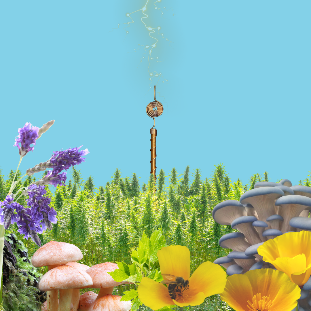 The Power of Frequency: A Hidden Key Biological and Ecological Harmony