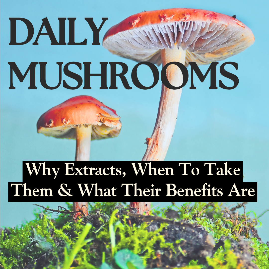 Daily Mushrooms: Why Extracts, When To Take Them, And What Their Benefits Are